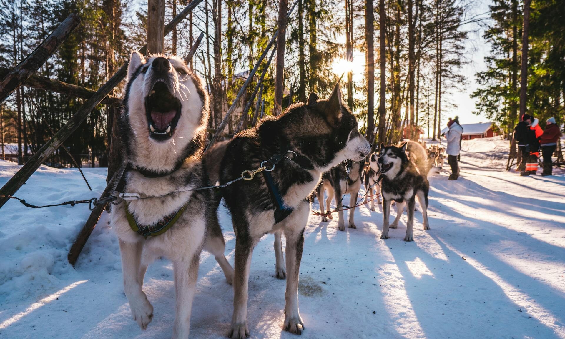 Are husky safaris ethical