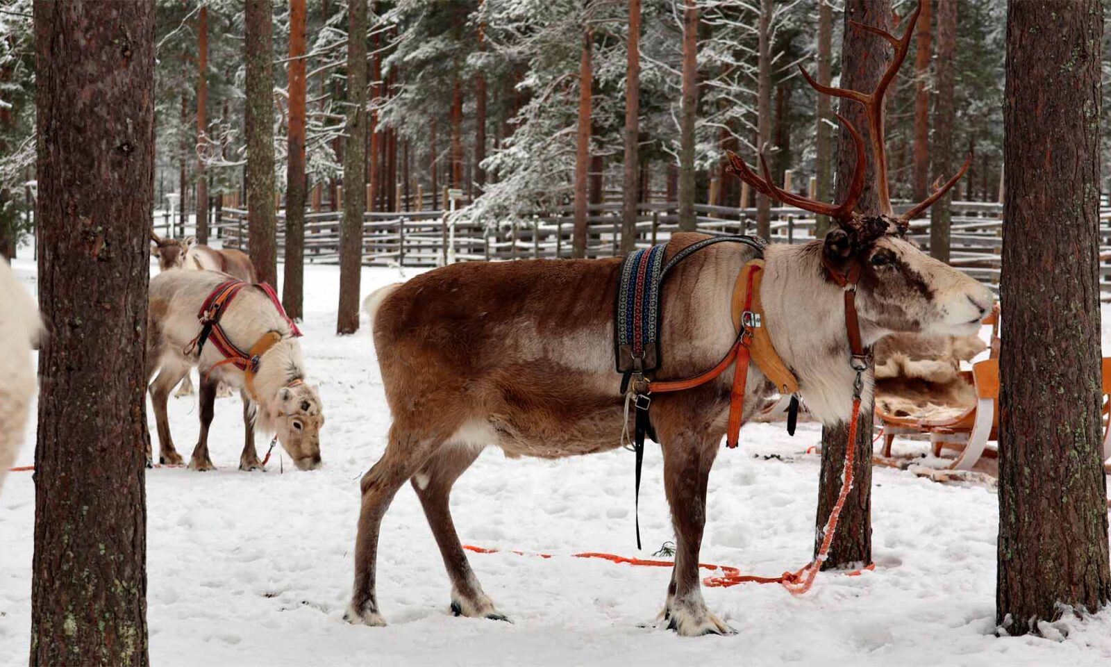 Reindeers in Finland
